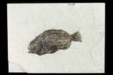 Bargain, Fossil Fish (Cockerellites) - Wyoming #144158-1